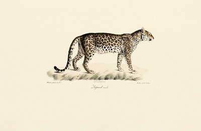 Leopard, hane av Jacques Christophe Werner