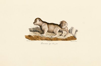 Lejonungar en dag gamla av Jacques Christophe Werner