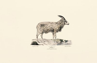 Långhårig get av Jacques Christophe Werner