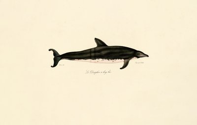 Långnosad delfin av Jacques Christophe Werner