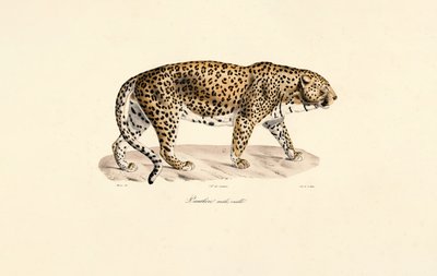 Leopardhanne av Jacques Christophe Werner