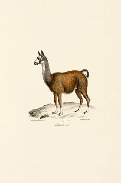 Manlig lama av Jacques Christophe Werner