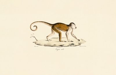 Hane tofsad kapucin av Jacques Christophe Werner