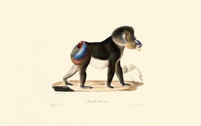 Mandrill av Jacques Christophe Werner