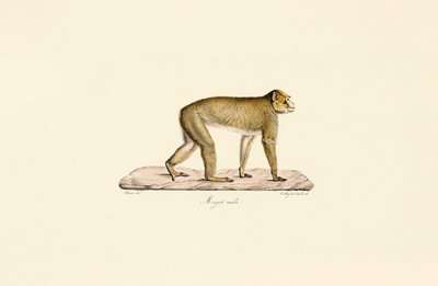 Moor makak (hane) av Jacques Christophe Werner