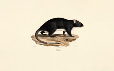 Bisamråtta av Jacques Christophe Werner