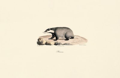 Newfoundlandshund av Jacques Christophe Werner
