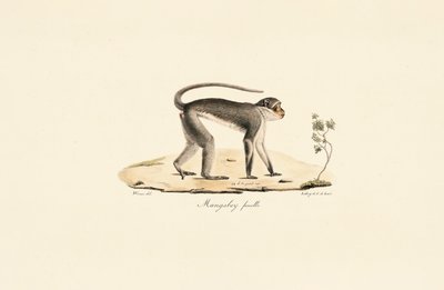  av Jacques Christophe Werner