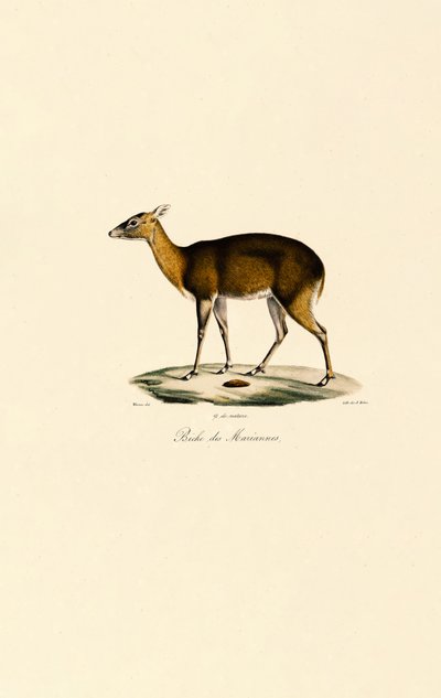 Filippinsk fläckig hjort (Visayan Spotted Deer) av Jacques Christophe Werner