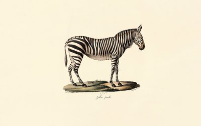 Plains Zebra, hona av Jacques Christophe Werner