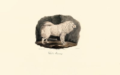 Pomeranian av Jacques Christophe Werner