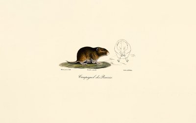 Prärievarg (Ängsvarg) av Jacques Christophe Werner