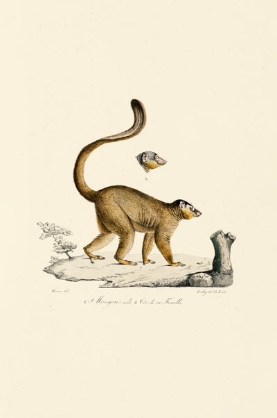 Huvud på hane och hona av rödskäggig lemur av Jacques Christophe Werner