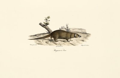Liten asiatisk mungo av Jacques Christophe Werner