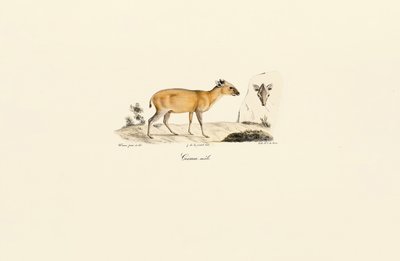 Sydamerikanska hjortarter av Jacques Christophe Werner