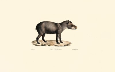 Sydamerikansk tapir av Jacques Christophe Werner