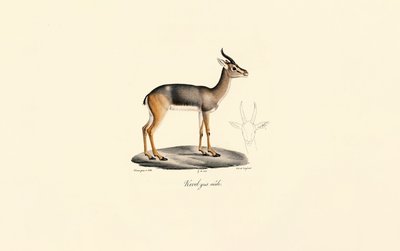 Sydlig rörbock (Révebi Antelope, hane) av Jacques Christophe Werner