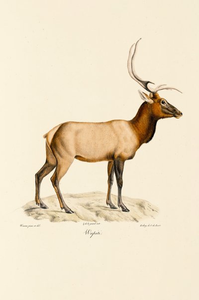 Wapiti av Jacques Christophe Werner