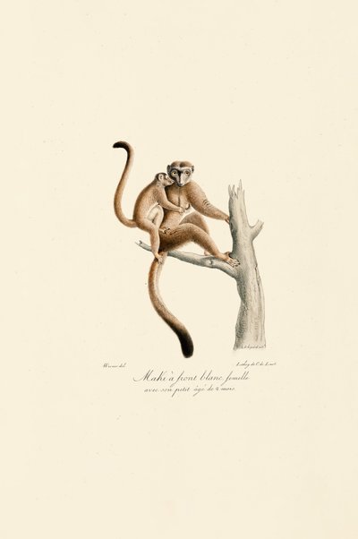 Vitkronad Mangabey med unge av Jacques Christophe Werner