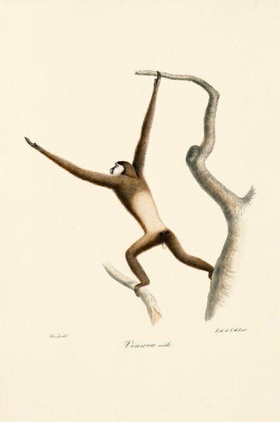 Vithandad gibbon (Hylobates lar) av Jacques Christophe Werner