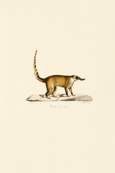 Vitnosad Coati (hane) av Jacques Christophe Werner