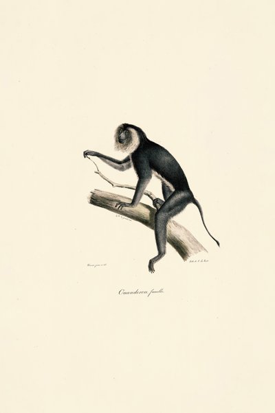 Vitskuldrad marmoset (hona) av Jacques Christophe Werner