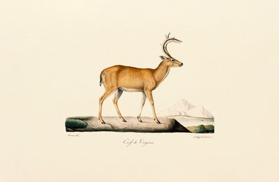 Vitsvansad hjort av Jacques Christophe Werner