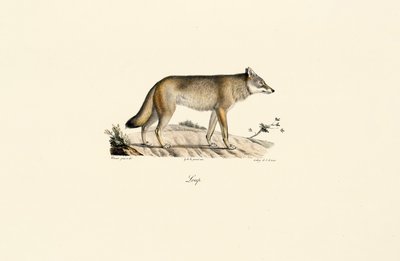 Varg (Canis lupus) av Jacques Christophe Werner