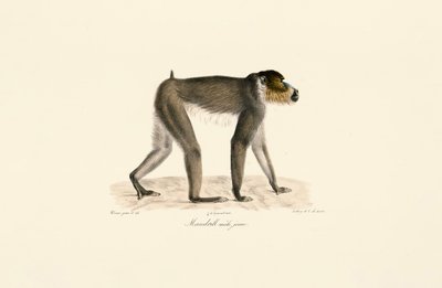 Ung hane Mandrill av Jacques Christophe Werner