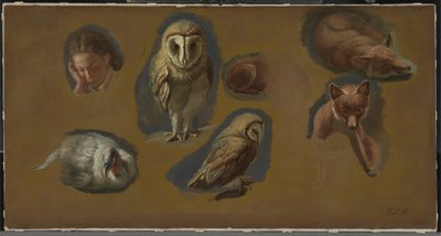 Studier av en räv, en kattuggla, en ärna och en ung manshuvud av Jacques Laurent Agasse