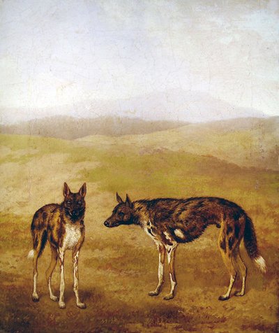 Två afrikanska jakthundar (olja på duk) av Jacques Laurent Agasse