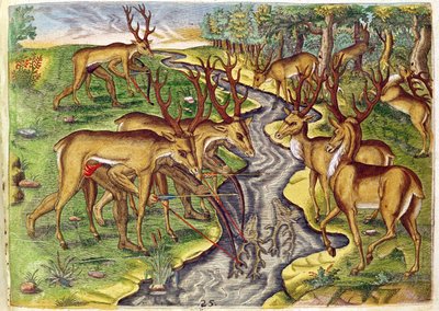 Stag Hunt, från 