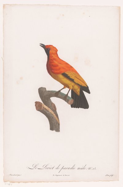 Svart-faced bowerbird på en gren Le Loriot de paradis male nr 18 (titel på objekt) av Jacques Louis Perée