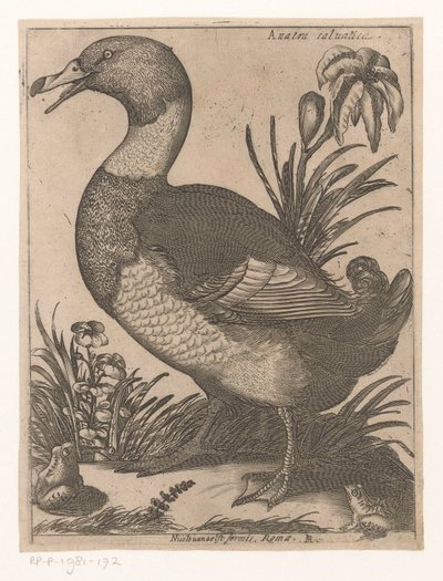 A D Anatra Saluatica (titel på objekt) Nine Birds (serietitel) av Jacques de Fornazeris