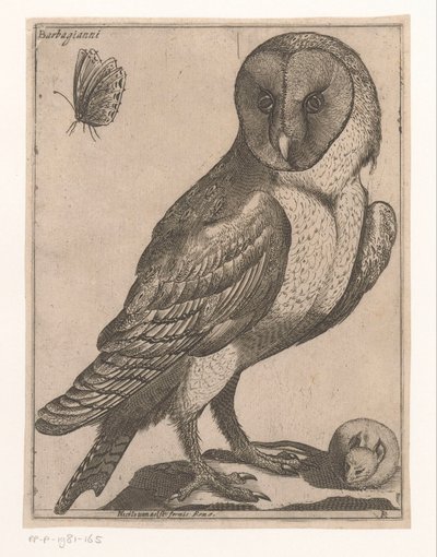 kattuggla Barbagianni (titel på objekt) Nine Birds (serietitel) av Jacques de Fornazeris