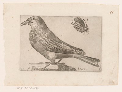 Stare (Sturnus vulgaris) Annullering (titel på objekt) Fåglar (serietitel) av Jacques de Fornazeris