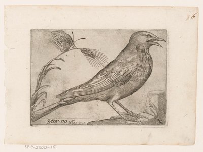 Stare (Sturnus vulgaris) Storno (titel på objekt) Fåglar (serietitel) av Jacques de Fornazeris