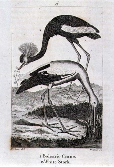 Balearic Crane and White Stork, från "History of the Earth and Animated Nature", av Oliver Goldsmith, publicerad i London av Jacques de Seve
