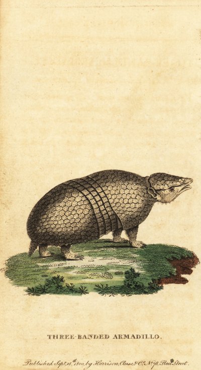 Brasiliansk trebandad bältdjur, Tolypeutes tricinctus, 1800 (gravyr) av Jacques de Seve