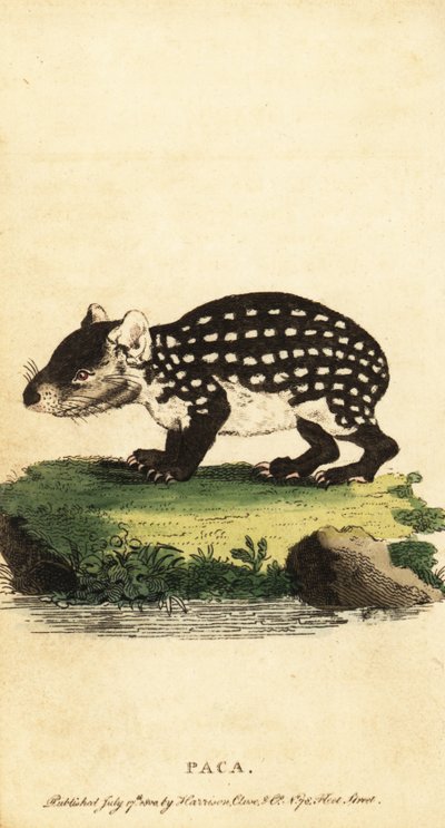 Lowland paca eller fläckig paca, Cuniculus paca., 1800 (gravyr) av Jacques de Seve