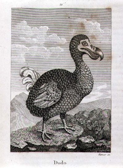 The Dodo, från "A History of the Earth and Animated Nature", av Oliver Goldsmith, publicerad i London av Jacques de Seve