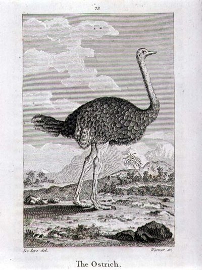 Strutsen, från "A History of the Earth and Animated Nature", av Oliver Goldsmith, publicerad i London av Jacques de Seve