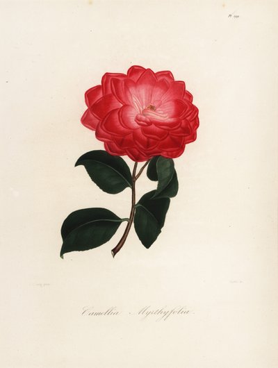 Sorten Camellia japonica, Camellia myrthyfolia av Jakob (after) Jung