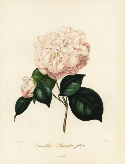 Sorten Camellia japonica, Camellia punctata plena av Jakob (after) Jung