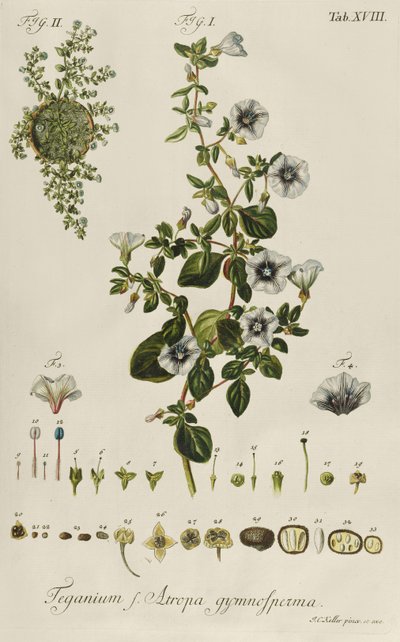 Convolvulus: Teganius f. Atropa gymnosperma från "Rare Plants" av Jakob Christoph Keller