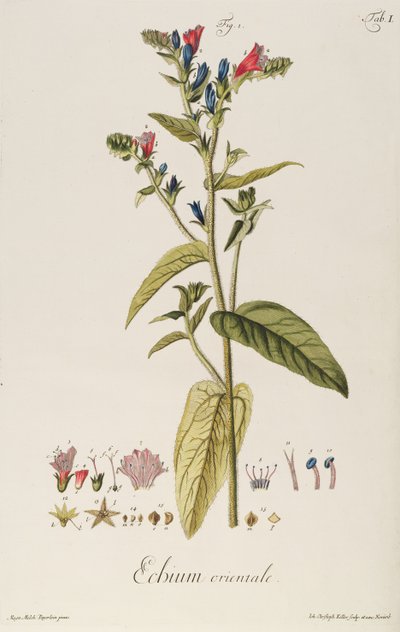 Echium: Orientale från "Plant Icons", ca 1763 (gravyr) av Jakob Christoph Keller