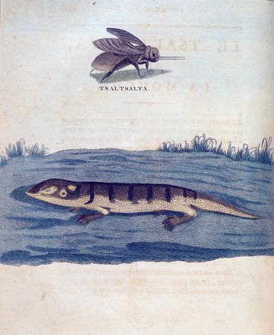 Fluga och lezard - i "" Resan i Nubien och Abessinien genomförd för att upptäcka Nilens källor under åren 1768 till 1772", av James Bruce, Paris av James Bruce