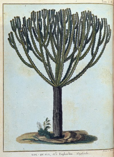 Kol-quall (Kol quall), euphorbia (kaktus) - i "" Resan till Nubien och Abessinien genomförd för att upptäcka Nilens källor under åren 1768 till 1772", av James Bruce, vol. 1, Paris av James Bruce