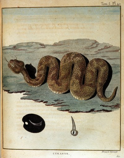 Orm - i "" Resan till Nubien och Abessinien genomförd för att upptäcka Nilens källor under åren 1768 till 1772", av James Bruce, Paris av James Bruce