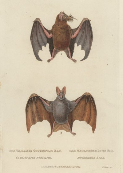 Tailless Glossophag Bat och Megaderme Lyre Bat (färgad gravyr) av James (after) Basire